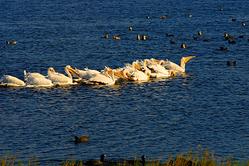 White Pelicans on Merritt Island National Wildlife Refuge