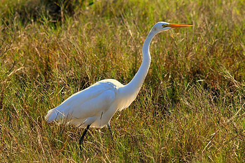 Greater Egret, Merritt Island National Wildlife Refuge