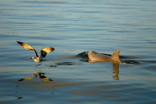 Atlantic Bottlenosed Dolphin spooks a Gull